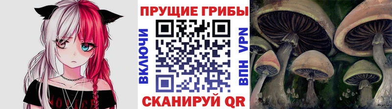 Псилоцибиновые грибы Cubensis наркотики Бакал